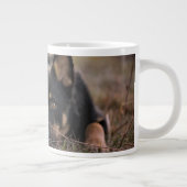 Kutest Baby Animals | Duitse schapenhouderij Grote Koffiekop (Rechts)