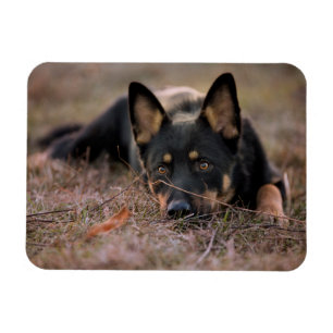 Kutest Baby Animals   Duitse schapenhouderij Magneet