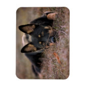 Kutest Baby Animals | Duitse schapenhouderij Magneet (Verticaal)