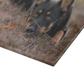 Kutest Baby Animals | Duitse schapenhouderij Snijplank (Hoek)