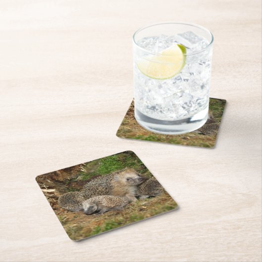 Kutest Baby Animals | Eelfamilie Kartonnen Onderzetters (Insitu)