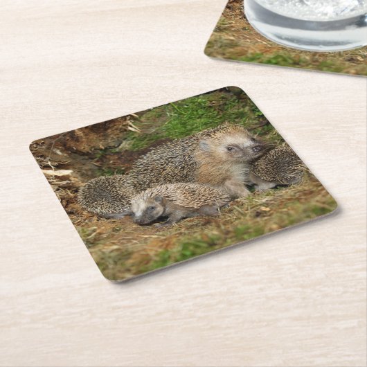 Kutest Baby Animals | Eelfamilie Kartonnen Onderzetters (Schuin)