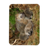 Kutest Baby Animals | Eelfamilie Magneet (Verticaal)