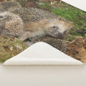 Kutest Baby Animals | Eelfamilie Sherpa Deken (3/4)