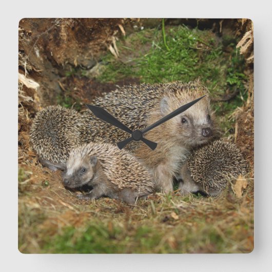 Kutest Baby Animals | Eelfamilie Vierkante Klok (Voorkant)