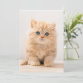 Kutest Baby Animals | Een Britse Longhair Kitten Bedankkaart (Staand voorkant)