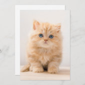 Kutest Baby Animals | Een Britse Longhair Kitten Bedankkaart (Voorkant / Achterkant)
