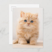 Kutest Baby Animals | Een Britse Longhair Kitten Briefkaart (Voorkant / Achterkant)