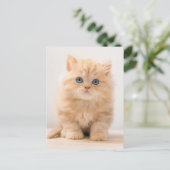 Kutest Baby Animals | Een Britse Longhair Kitten Briefkaart (Staand voorkant)