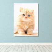 Kutest Baby Animals | Een Britse Longhair Kitten Canvas Afdruk (Insitu (Houten vloer))