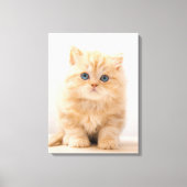 Kutest Baby Animals | Een Britse Longhair Kitten Canvas Afdruk (Voorkant)