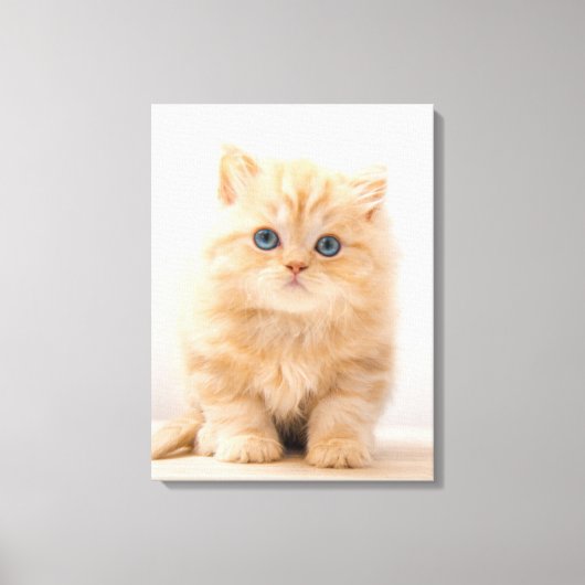 Kutest Baby Animals | Een Britse Longhair Kitten Canvas Afdruk (Voorkant)