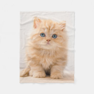 Kutest Baby Animals   Een Britse Longhair Kitten Fleece Deken