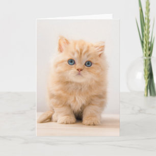 Kutest Baby Animals   Een Britse Longhair Kitten Kaart