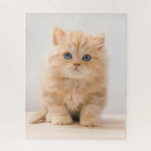 Kutest Baby Animals   Een Britse Longhair Kitten Legpuzzel