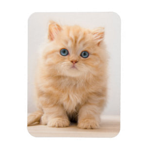 Kutest Baby Animals   Een Britse Longhair Kitten Magneet