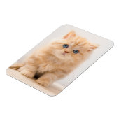 Kutest Baby Animals | Een Britse Longhair Kitten Magneet (Linkerzijde)