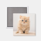 Kutest Baby Animals | Een Britse Longhair Kitten Magneet (Voorkant / Achterkant)