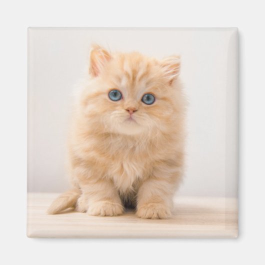 Kutest Baby Animals | Een Britse Longhair Kitten Magneet (Voorkant)