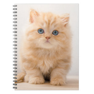 Kutest Baby Animals Een Britse Longhair Kitten Notitieboek