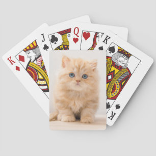Kutest Baby Animals   Een Britse Longhair Kitten Pokerkaarten