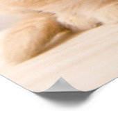 Kutest Baby Animals | Een Britse Longhair Kitten Poster (Hoek)