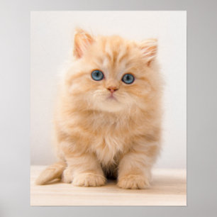 Kutest Baby Animals   Een Britse Longhair Kitten Poster