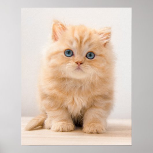 Kutest Baby Animals | Een Britse Longhair Kitten Poster (Voorkant)