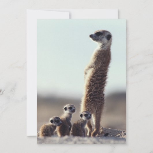 Kutest Baby Animals | Een familie van Meerkats Bedankkaart (Voorkant)
