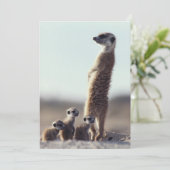 Kutest Baby Animals | Een familie van Meerkats Bedankkaart (Staand voorkant)