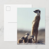 Kutest Baby Animals | Een familie van Meerkats Briefkaart (Voorkant / Achterkant)