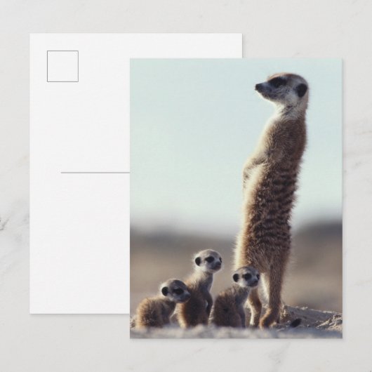Kutest Baby Animals | Een familie van Meerkats Briefkaart (Voorkant / Achterkant)