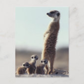 Kutest Baby Animals | Een familie van Meerkats Briefkaart (Voorkant)