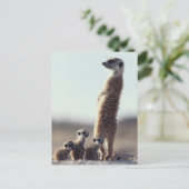 Kutest Baby Animals | Een familie van Meerkats Briefkaart (Staand voorkant)