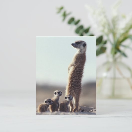 Kutest Baby Animals | Een familie van Meerkats Briefkaart (Staand voorkant)