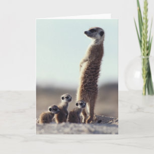 Kutest Baby Animals   Een familie van Meerkats Kaart
