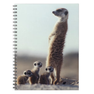 Kutest Baby Animals Een familie van Meerkats Notitieboek