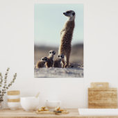 Kutest Baby Animals | Een familie van Meerkats Poster (Keuken)