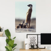 Kutest Baby Animals | Een familie van Meerkats Poster (Thuiskantoor)