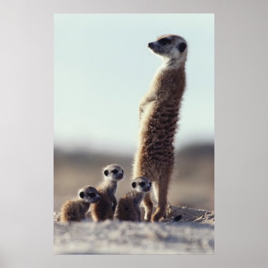 Kutest Baby Animals | Een familie van Meerkats Poster (Voorkant)