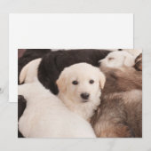 Kutest Baby Animals | Een klapstapel Puppies Bedankkaart (Voorkant / Achterkant)