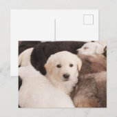 Kutest Baby Animals | Een klapstapel Puppies Briefkaart (Voorkant / Achterkant)