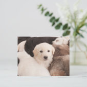 Kutest Baby Animals | Een klapstapel Puppies Briefkaart (Staand voorkant)