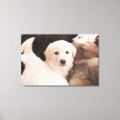 Kutest Baby Animals | Een klapstapel Puppies Canvas Afdruk (Voorkant)