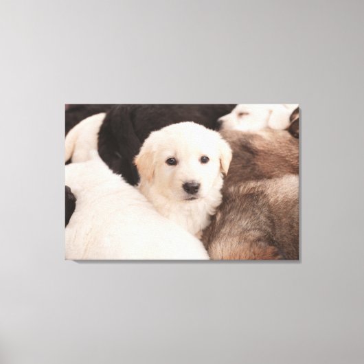 Kutest Baby Animals | Een klapstapel Puppies Canvas Afdruk (Voorkant)