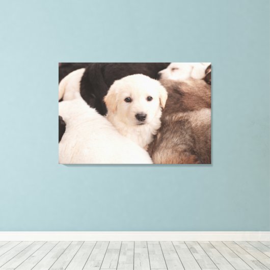 Kutest Baby Animals | Een klapstapel Puppies Canvas Afdruk (Insitu (Houten vloer))