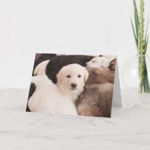 Kutest Baby Animals   Een klapstapel Puppies Kaart