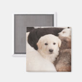 Kutest Baby Animals | Een klapstapel Puppies Magneet (Voorkant / Achterkant)