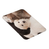 Kutest Baby Animals | Een klapstapel Puppies Magneet (Rechterzijde)