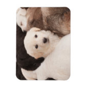 Kutest Baby Animals | Een klapstapel Puppies Magneet (Verticaal)